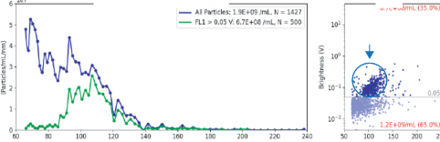 Size distribution and fluorescence scatter plot identifying RNA-loaded lentivirus